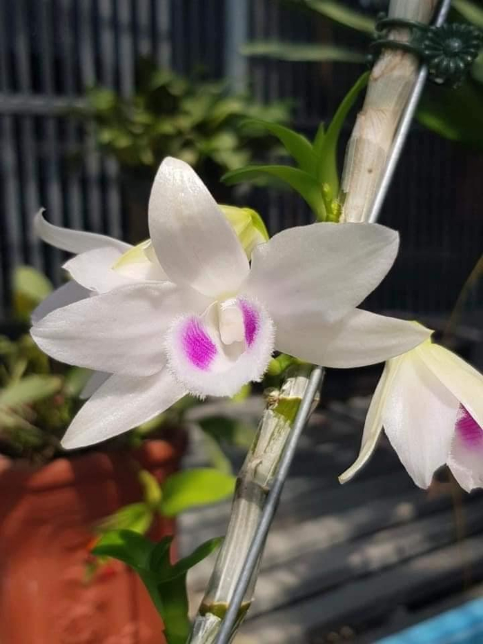 Anh Huy quan niệm mỗi chậu lan đều là một tác phẩm nghệ thuật