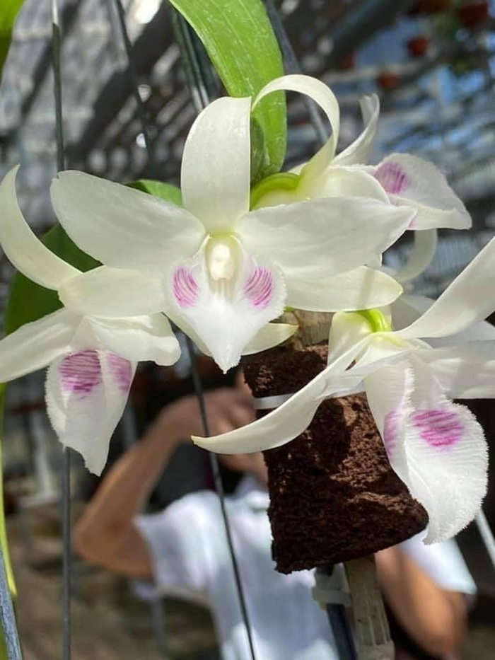 Lan 5 cánh trắng đột biến quý hiếm và rất đẹp, rất thơm