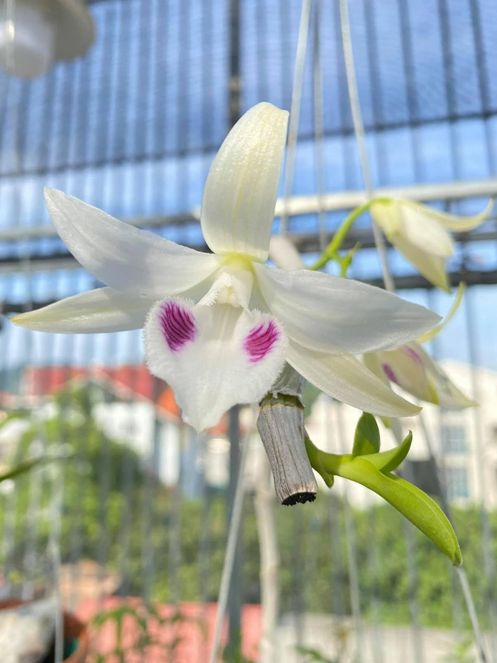 Nghệ nhân Nguyễn Ngọc Huy và câu chuyện anh cán bộ say mê với nghề trồng hoa lan Ảnh 4