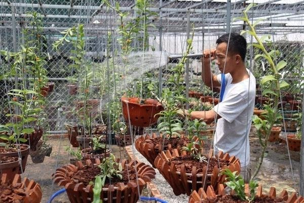 Ông chủ vườn lan Trần Quang Duy từ bỏ công việc ổn định để trở thành nghệ nhân trồng lan có tiếng đất Bình Dương Ảnh 4