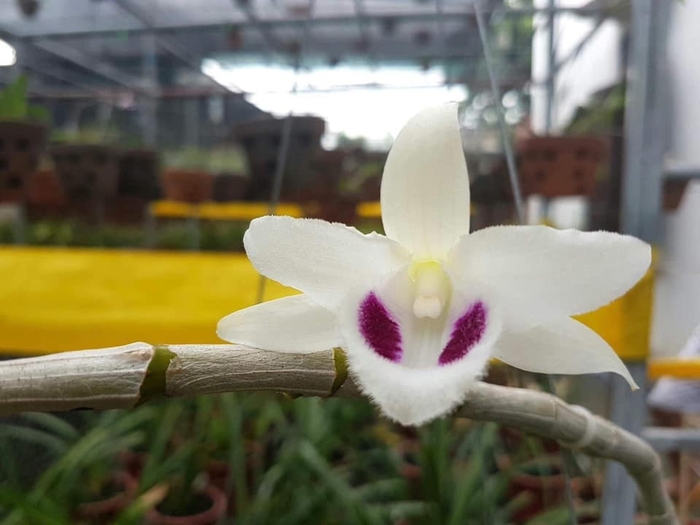 “Nếu đặt mặt hoa đột biến cạnh dòng hoa truyền thống thông thường, bạn sẽ phải công nhận là hoa lan đột biến rất đẹp, rất gây “nghiện” đấy.”