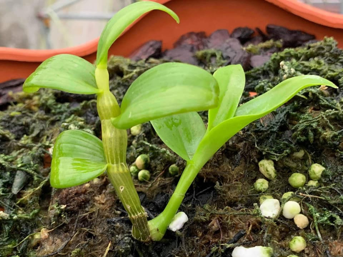 Giá của một chồi lan rừng đột biến cao cỡ 1 - 2cm đôi khi cũng lên đến hàng chục triệu đồng