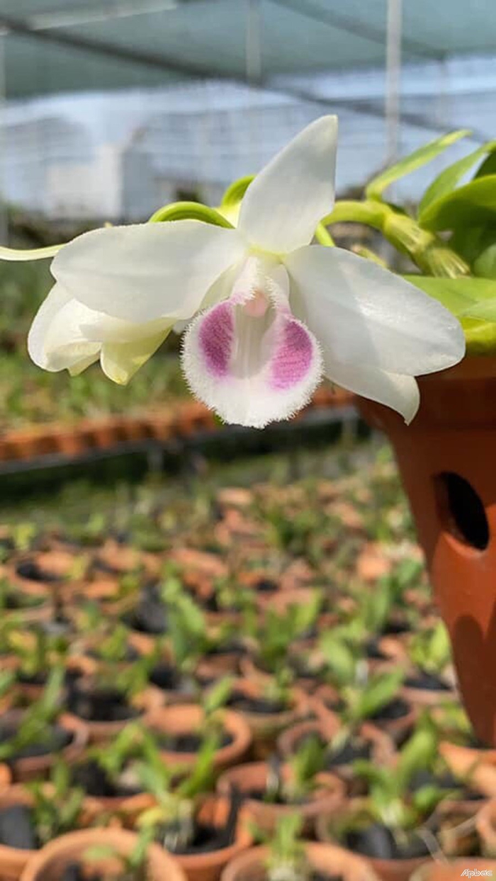 Lan đột biến quý hiếm, đẹp - độc - lạ, mang lại hiệu quả kinh tế rất cao nên hấp dẫn nhiều người đầu tư kinh doanh