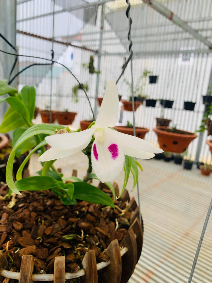 Chúc cho vườn lan của anh Dũng sẽ ngày càng phát triển và mở rộng quy mô, được nhiều người trong giới yêu lan biết đến và ủng hộ