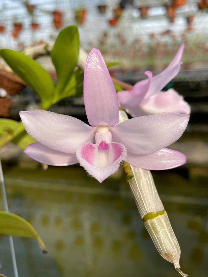 Lan rừng đột biến trở thành cơn sốt của giới chơi lan siêu giàu