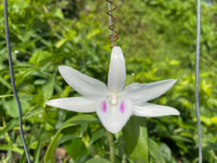 Nếu đặt mặt hoa đột biến cạnh dòng hoa truyền thống thông thường, bạn sẽ thấy sự khác biệt hoàn toàn