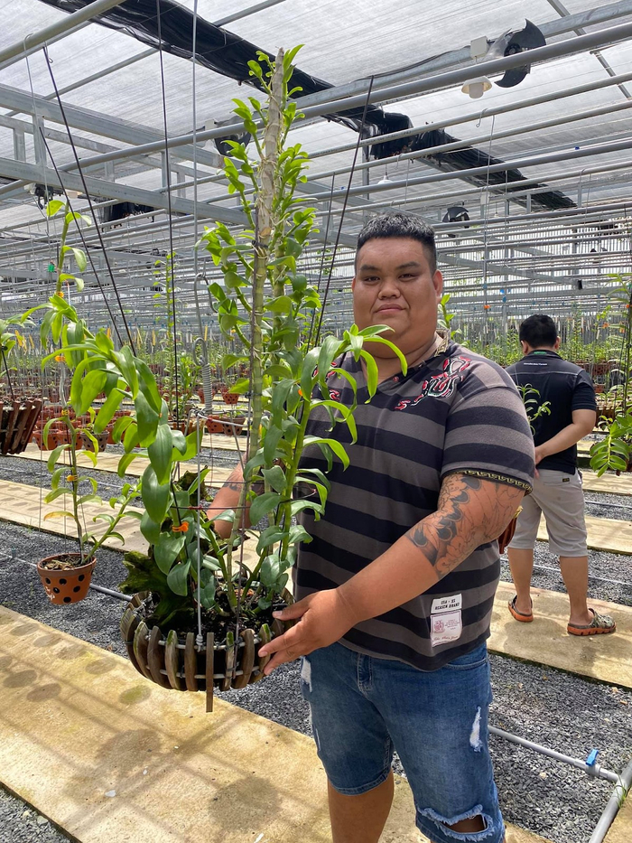 Hiện tại, khu vườn của anh Thức đã sở hữu hàng trăm giỏ lan đột biến có giá trị