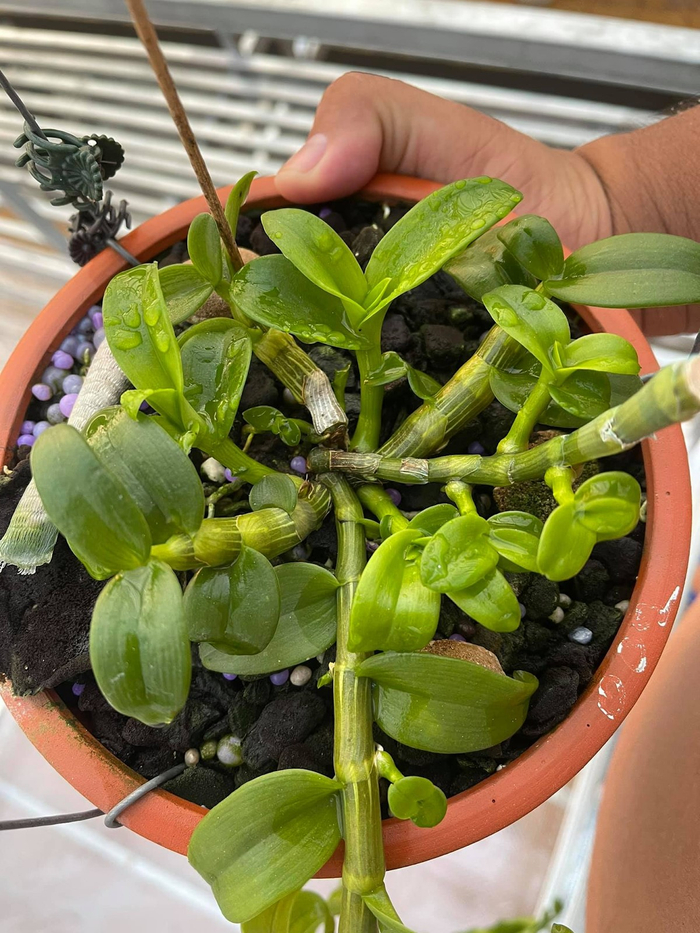 Giá của một chồi lan rừng đột biến cao cỡ 1 - 2 cm đôi khi cũng lên đến hàng chục triệu đồng.