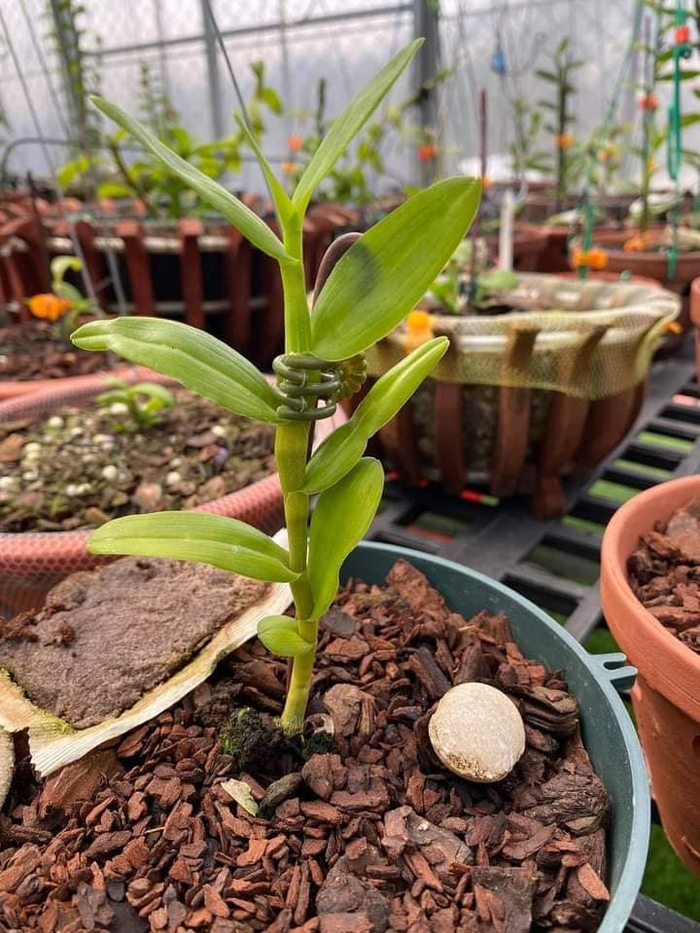 Những chậu lan quý hiếm không dễ dàng chăm sóc và nuôi dưỡng