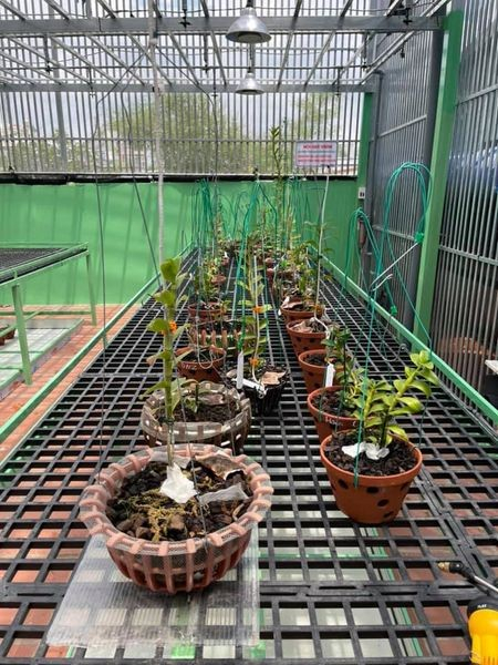 Nghệ nhân Tô Thanh Long và hành trình bén duyên với hoa lan Ảnh 6