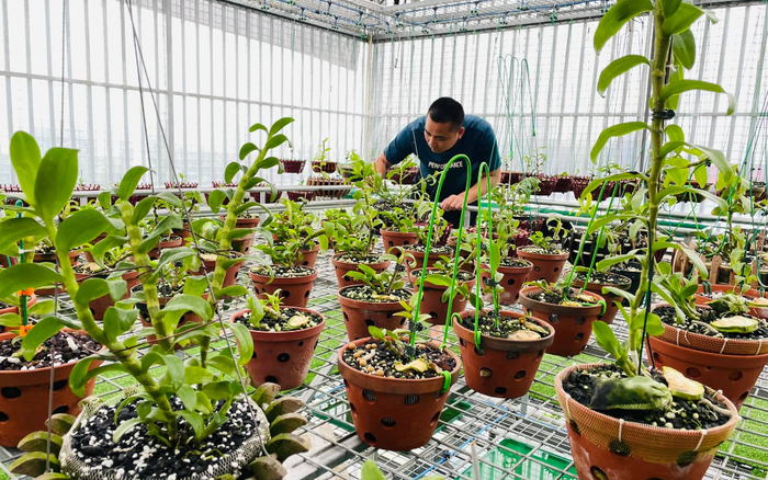 Ông chủ vườn lan Huỳnh Long và mối cơ duyên đặc biệt với hoa lan Ảnh 2