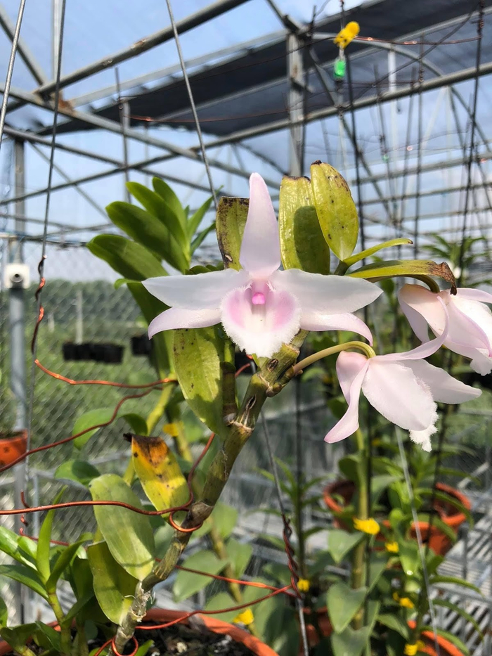 Hình ảnh giò lan tuyệt đẹp tại vườn lan do anh Hòa sở hữu