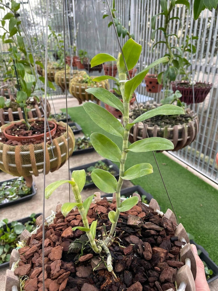 Nghệ nhân Phan Hữu Phước chia sẻ kinh nghiệm trồng lan đột biến Ảnh 4