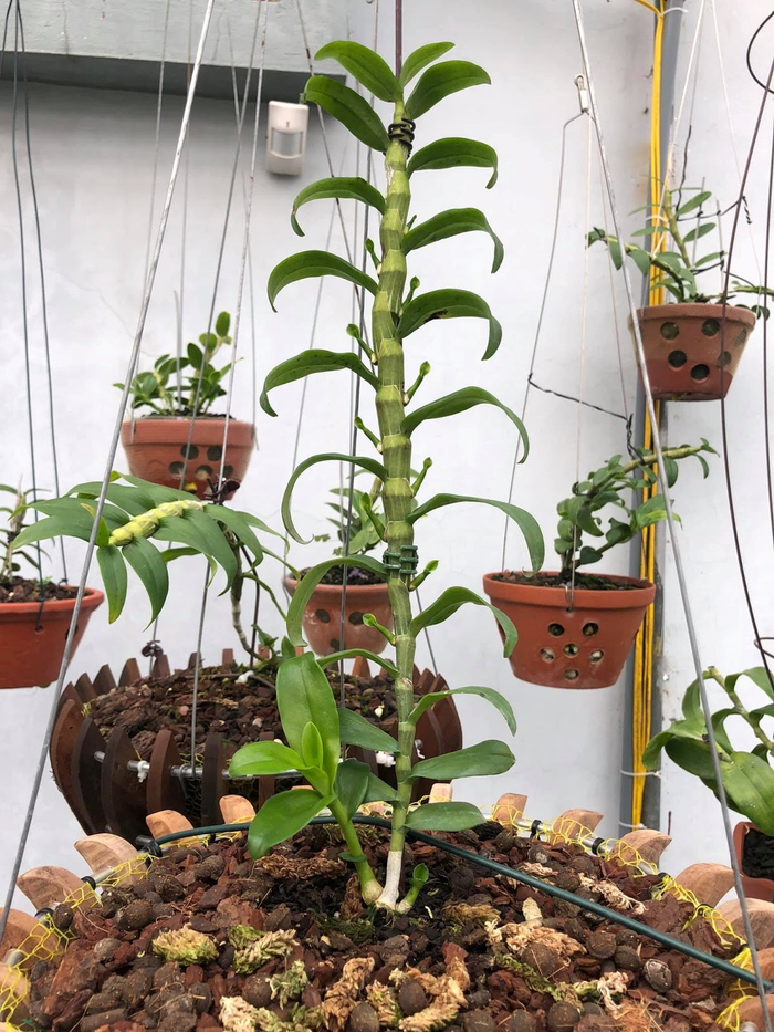 Nghệ nhân Phan Hữu Phước chia sẻ kinh nghiệm trồng lan đột biến Ảnh 7