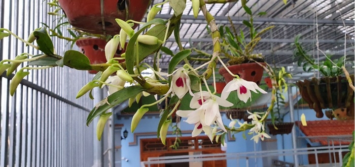 Những chậu hoa lam nở bông to, đẹp được anh chăm sóc kỹ lưỡng