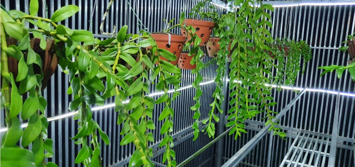 Giá thể trồng trong vườn luôn được vệ sinh sạch sẽ