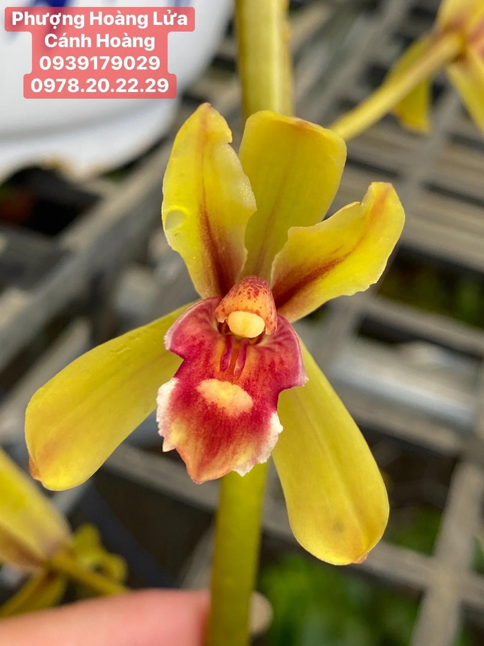 Một trong những loại lan được anh Hoàng Văn Cánh sổ được đặc tên chính anh