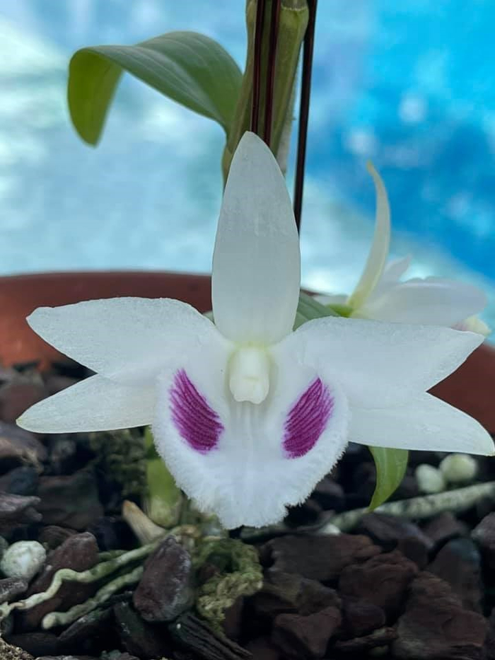 5CT Khổng Tước của anh Thuần vừa nở rộ vào ngay dịp đầu năm 2021