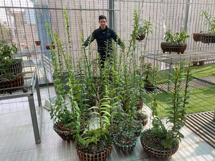 Ánh sáng, nhiệt độ phải chuẩn theo từng giai đoạn phát triển của lan