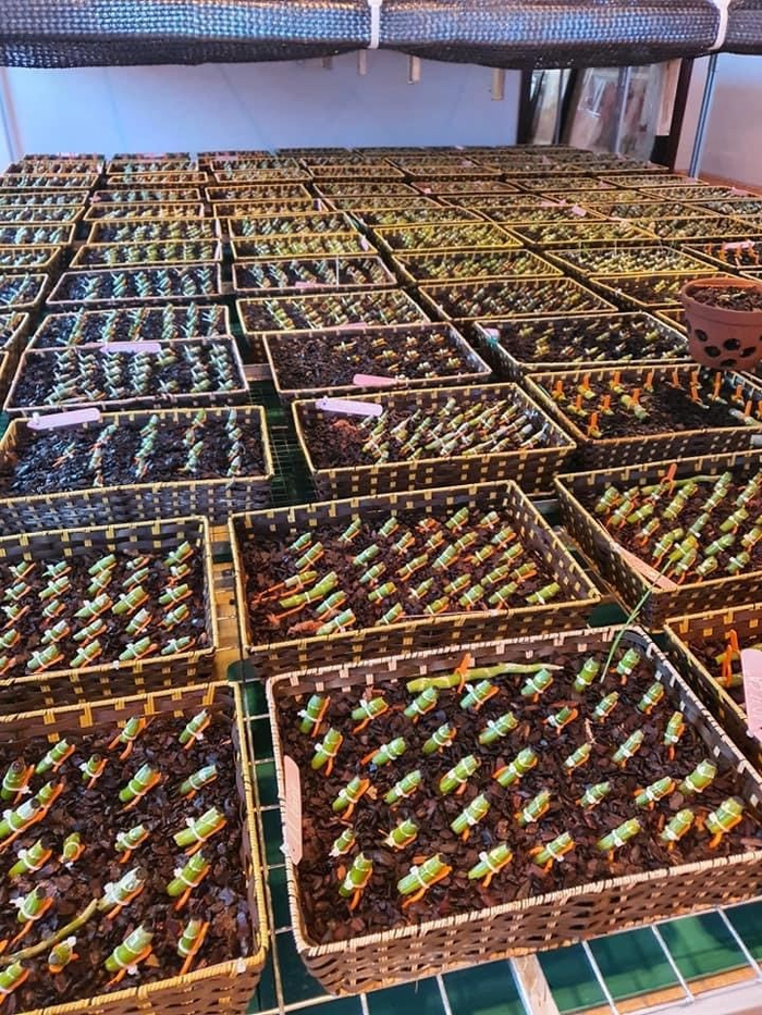 Chế độ bón phân - nguồn dinh dưỡng thiết yếu cho lan