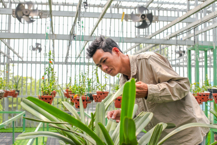 Hoàng Văn Tình đang chăm sóc các cây lan trong vườn cây cảnh của mình.