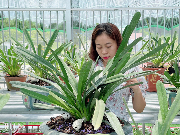 Câu chuyện sở hữu hàng chục loài lan quý của cô chủ Thùy Linh Ảnh 1