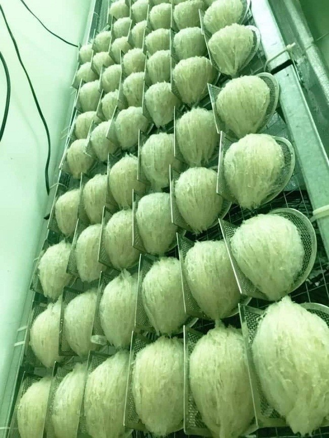 Anh Tín chia sẻ mỗi năm sản lượng yến thu về lên tới 25 kg