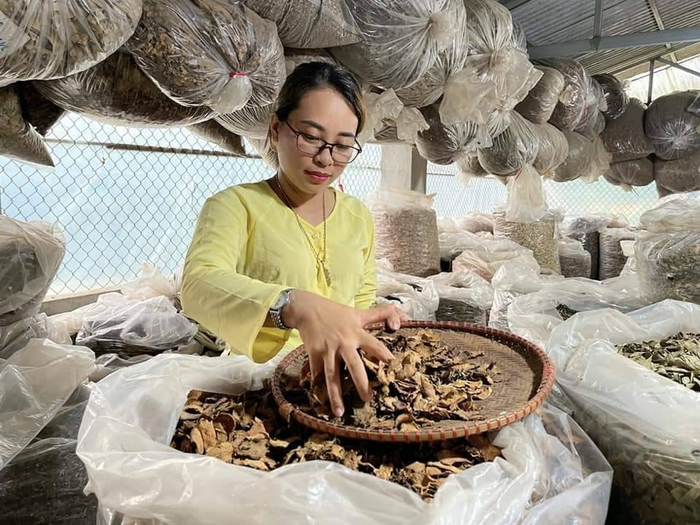 Hành trình tìm kiếm và bảo tồn những vị thuốc quý của lương y Nguyễn Thị Thái Ảnh 1