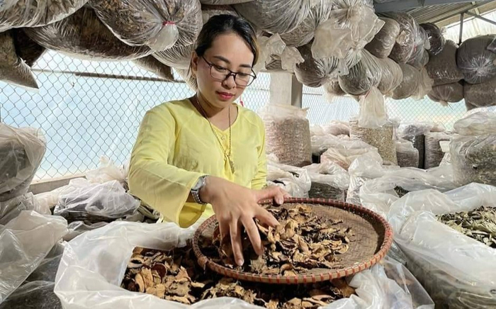 Hành trình tìm kiếm và bảo tồn những vị thuốc quý của lương y Nguyễn Thị Thái Ảnh 2