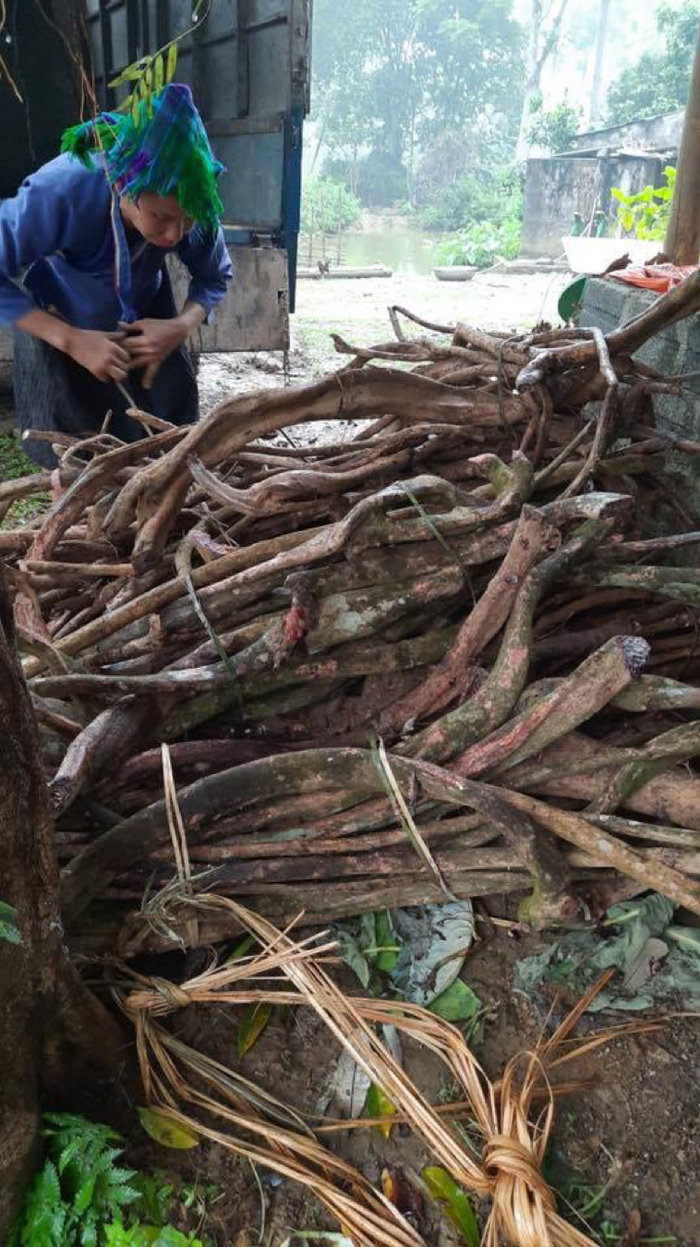 Hành trình tìm kiếm và bảo tồn những vị thuốc quý của lương y Nguyễn Thị Thái Ảnh 2