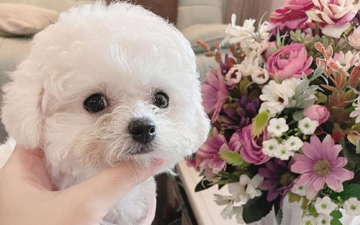 Trào lưu 'dog lab' sốt xình xịch với giới trẻ - Hotgirl thú cưng Trương Ngọc Bảo Vy hé lộ Ảnh 2