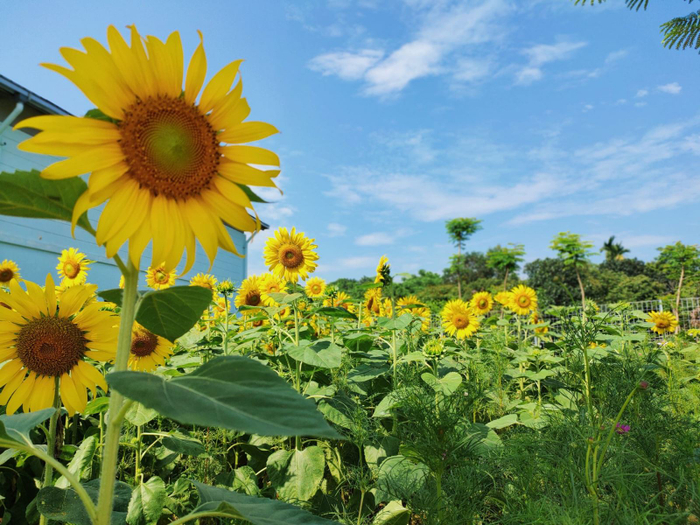 Gọi ĐH FPT là campus 4 mùa hoa bởi nơi đây luôn được đủ loại sắc hoa bao phủ. Trong suốt 4 năm học, sinh viên không ngừng ngỡ ngàng khi nay vườn hồng toả hương, mai vườn dã quỳ nhuộm vàng một khoảng trời. Ngay cả những loài hoa như hướng dương, cánh bướm, tam giác mạch, sử quân tử… cũng lần lượt hiện diện ở ĐH FPT campus Hà Nội