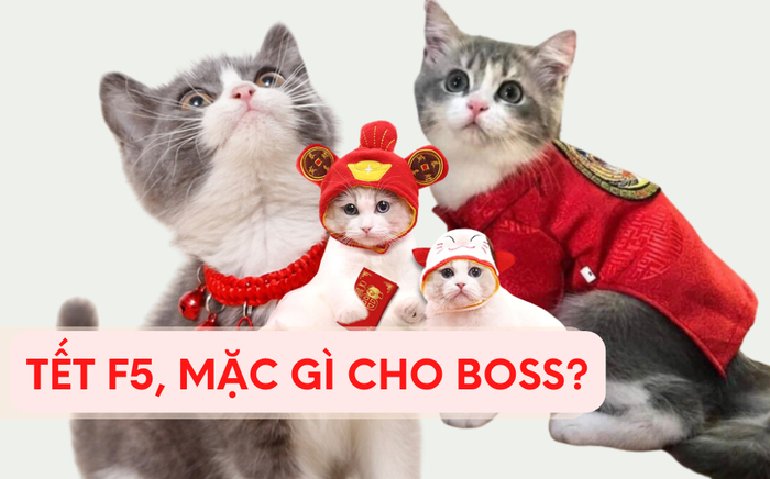 Tết con mèo 'tậu' gì cho các 'hoàng thượng' chưng diện ngày Tết Ảnh 2