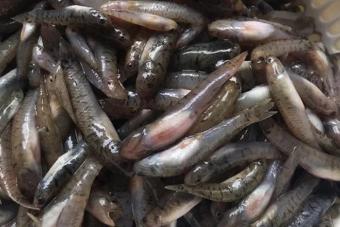 Kỹ Thuật Đà Năng