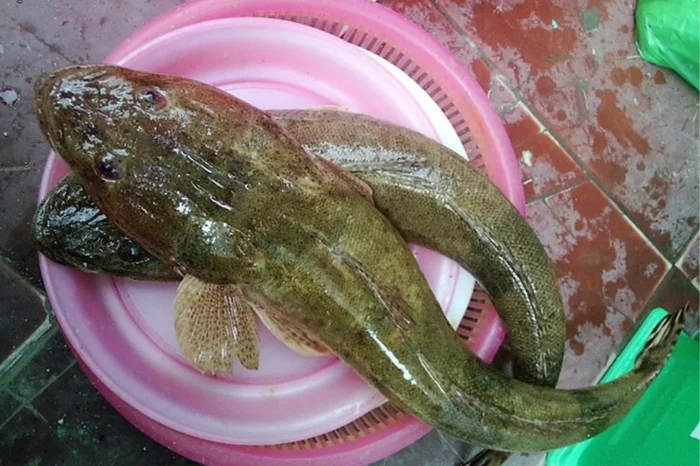 Kỹ Thuật Đà Năng